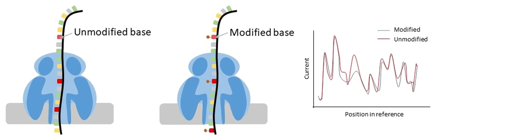 Using Nanopore sequencing to detect modified bases (DNA or RNA) using a difference in current.