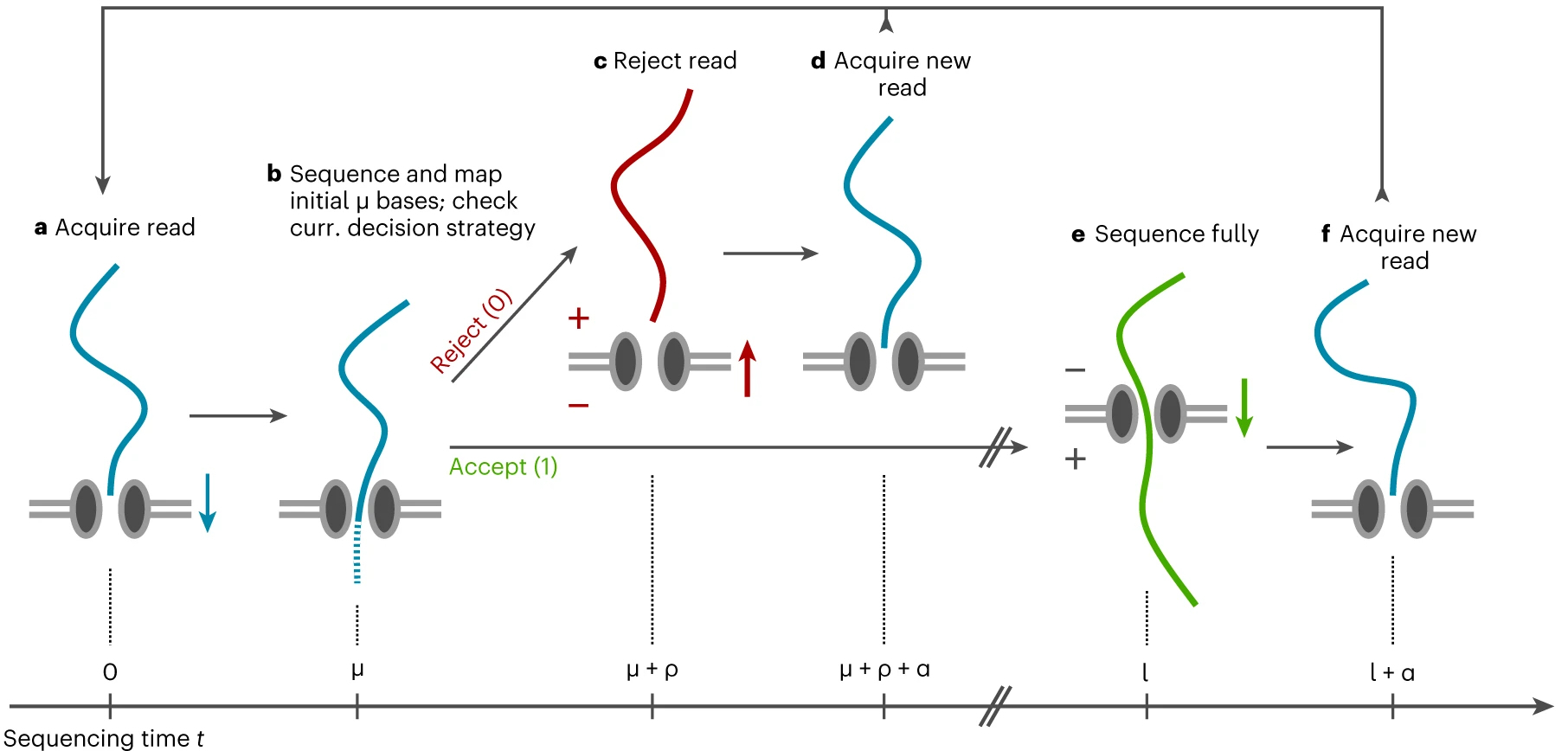 Adaptive sampling enables to obtain enrichment on regions of interest_OHMX.bio