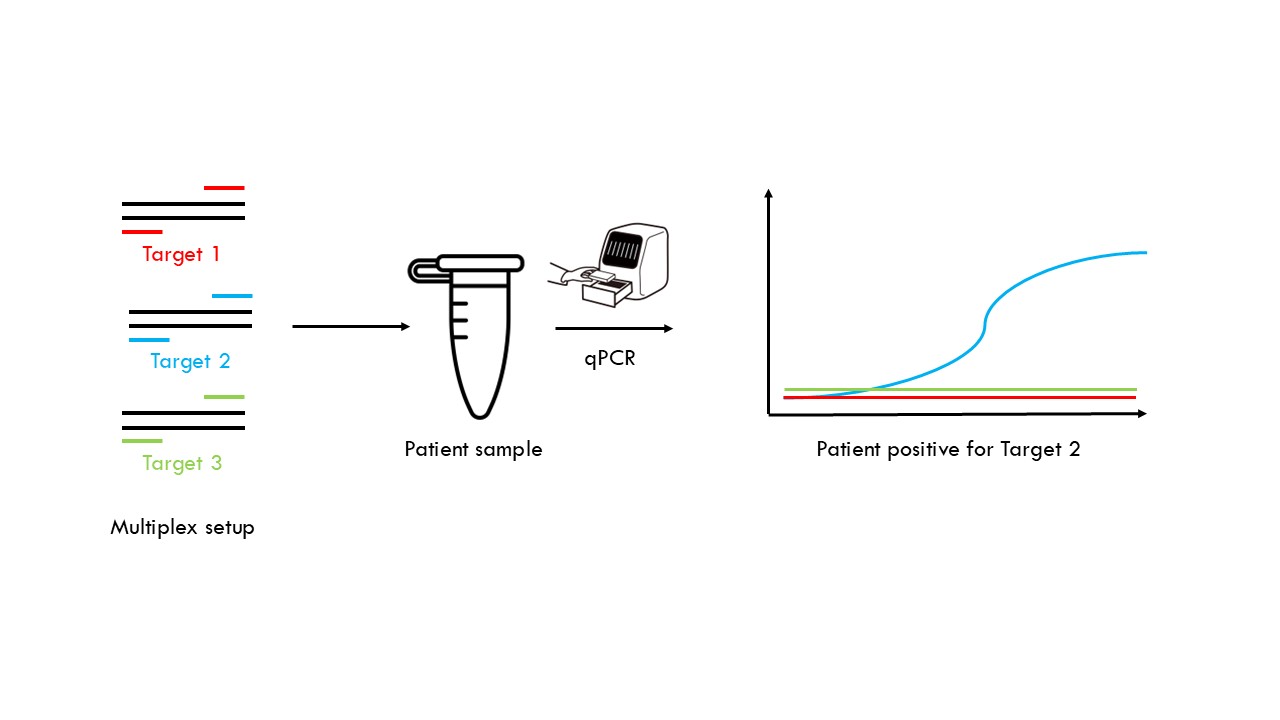 Quantitative polymerase chain reaction