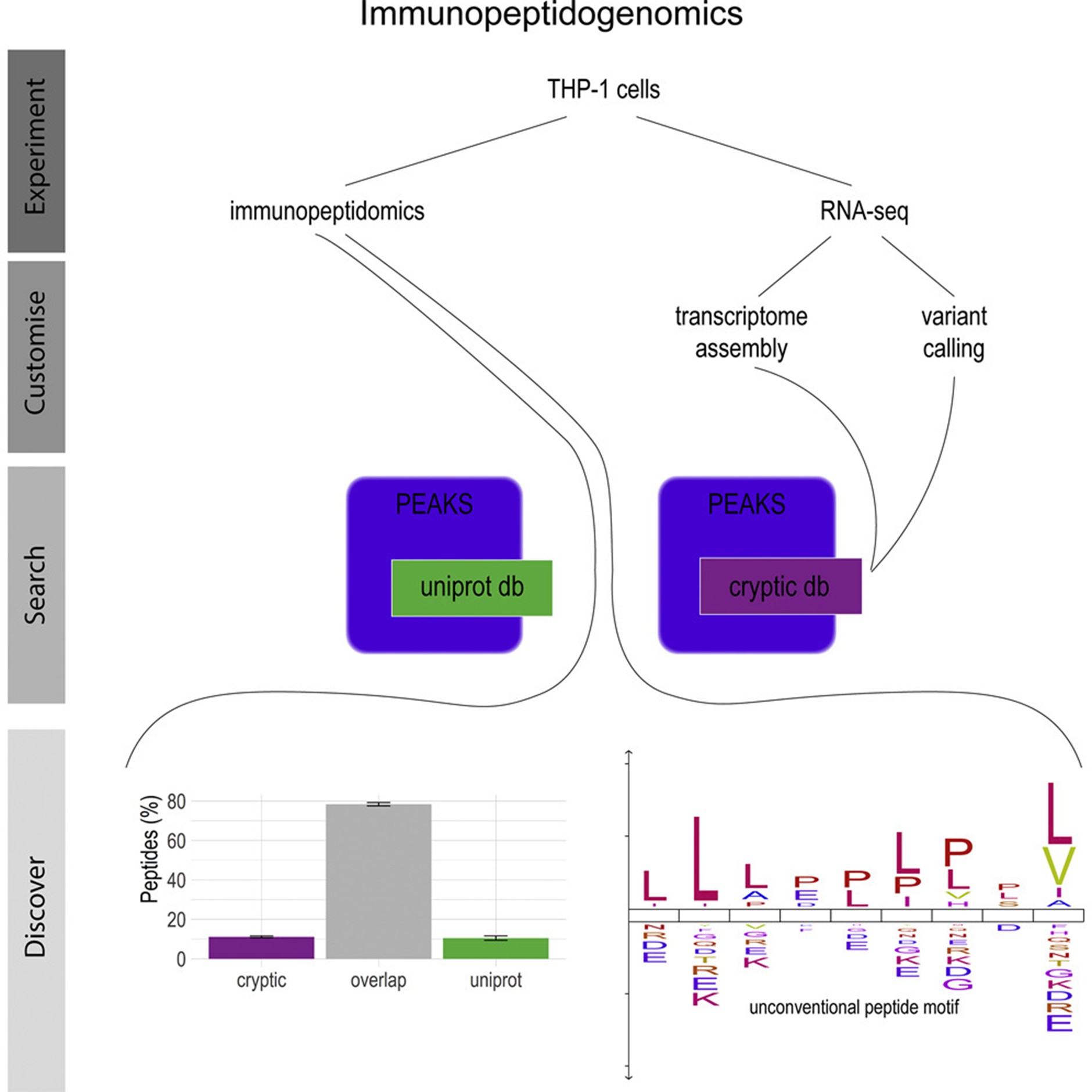 Immunopeptidomics