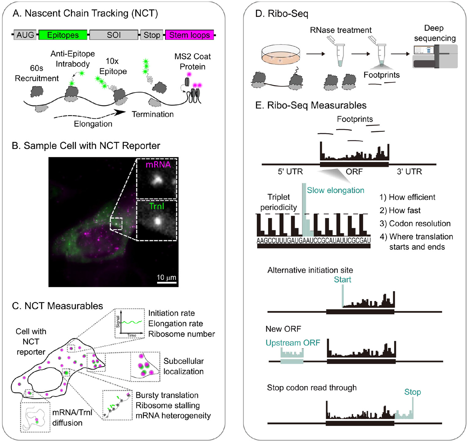 Bridging single-molecule and genome-wide studies of cellular mRNA translation. RNA.