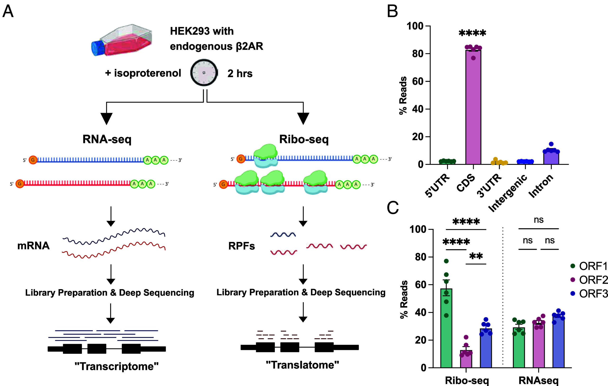 Extensive location bias of the GPCR-dependent translatome via site-selective activation of mTOR. PNAS.