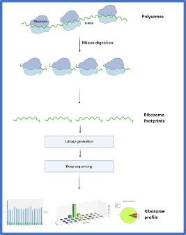Ribo-seq vs RNA-seq-When do you need each_OHMX.bio